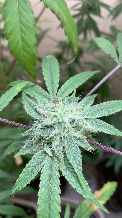 Super Lemon Haze # Seis Pés. Week 6 - (17/07) 
