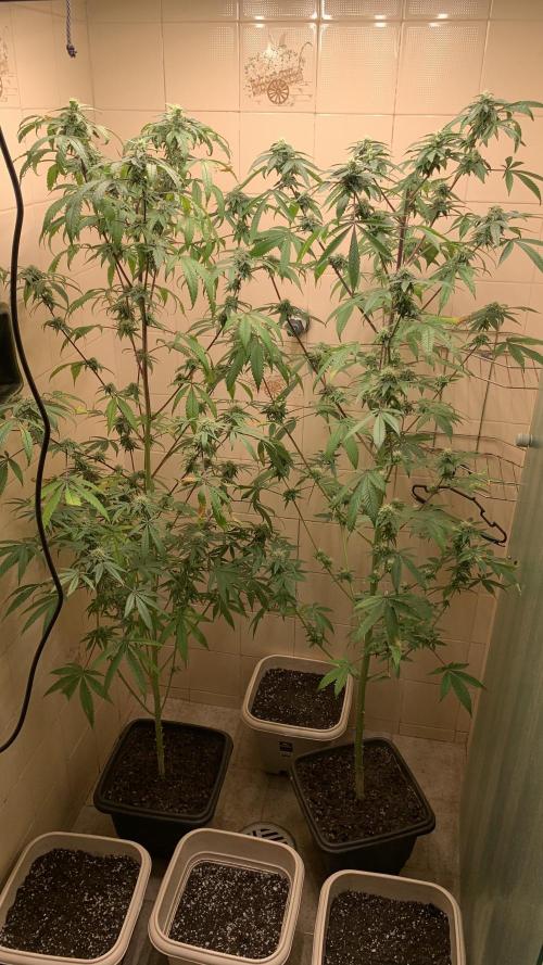 Super Lemon Haze # Seis Pés. Week 6 - (17/07)