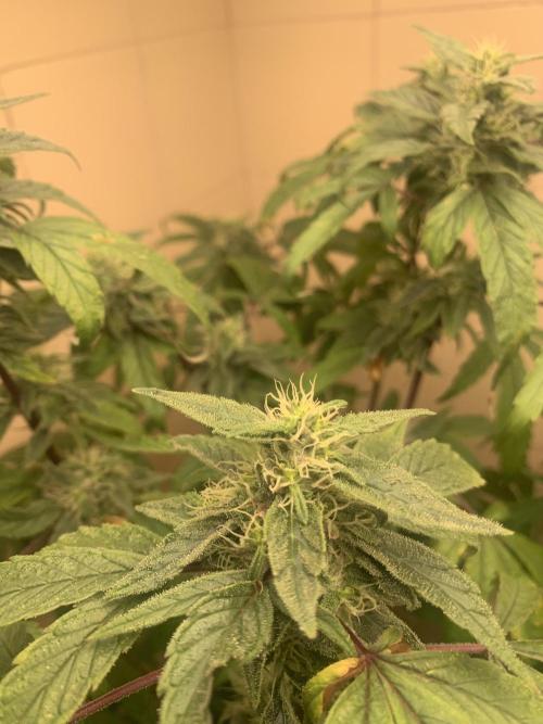 Super Lemon Haze # Seis Pés. Week 6 - 4/7 #S6 ( 18/07 )
