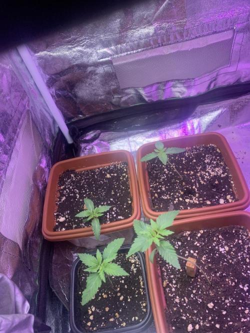 FF Mix pack fastbuds. Week 2 - 5/7 #S2 ( 18/07 )