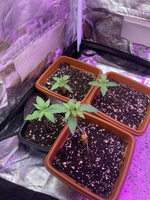 Mix Pack FF. Week 2