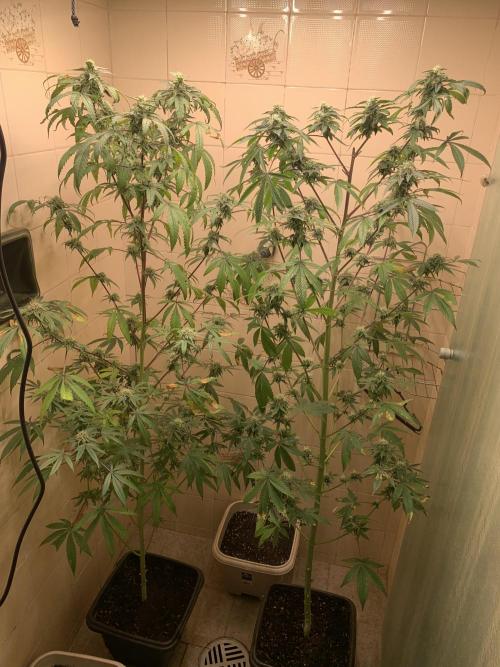 Super Lemon Haze # Seis Pés. Week 6 - 5/7 #S6 ( 19/07 )