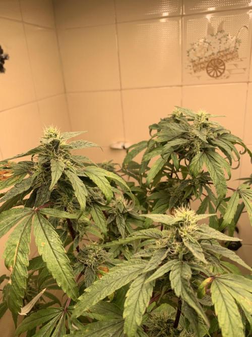 Super Lemon Haze # Seis Pés. Week 6 - 5/7 #S6 ( 19/07 )