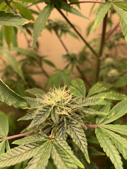 Super Lemon Haze # Seis Pés. Week 6 - 5/7 #S6 ( 19/07 )