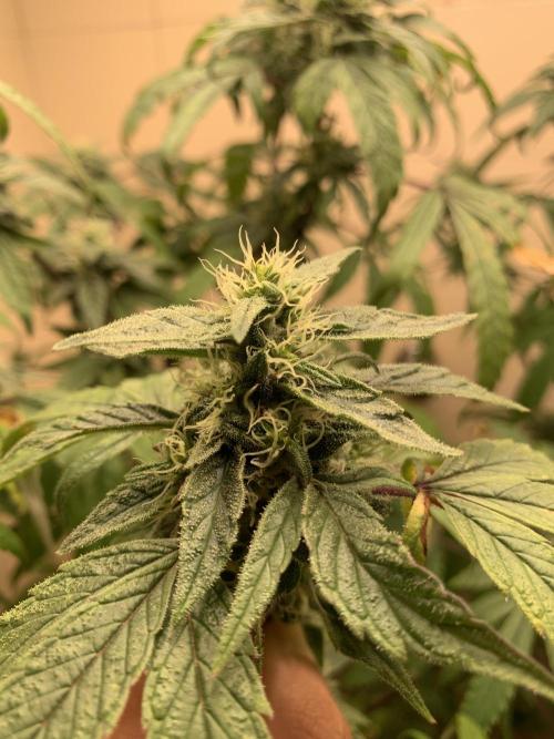 Super Lemon Haze # Seis Pés. Week 6 - 5/7 #S6 ( 19/07 )