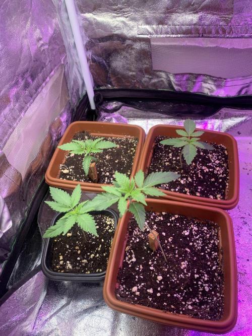 Mix Pack FF. Week 2