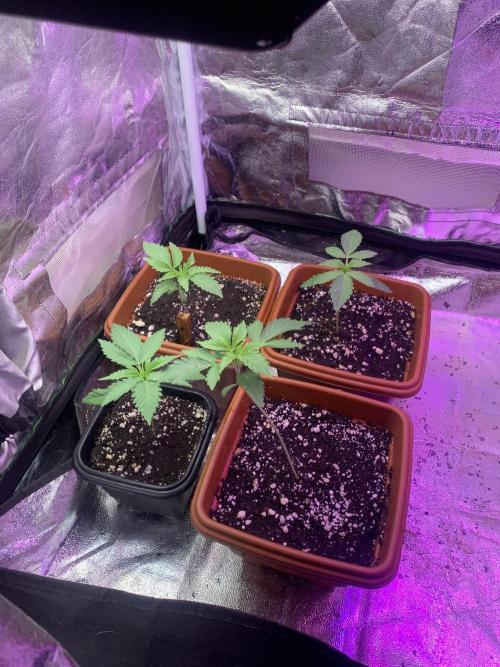 Mix Pack FF. Week 3