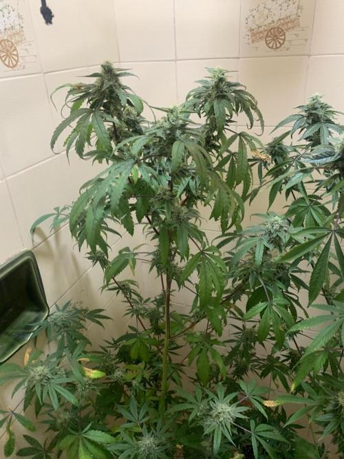 Super Lemon Haze # Seis Pés. Week 6 - 7/7 #S6 ( 21/07 )
