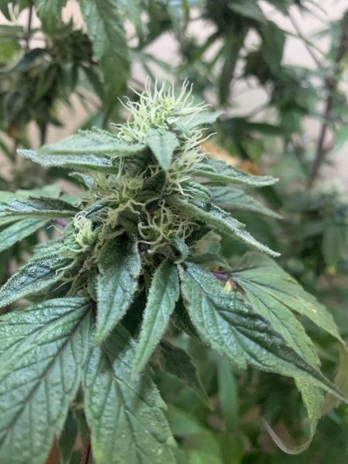 Super Lemon Haze # Seis Pés. Week 6 - 7/7 #S6 ( 21/07 )