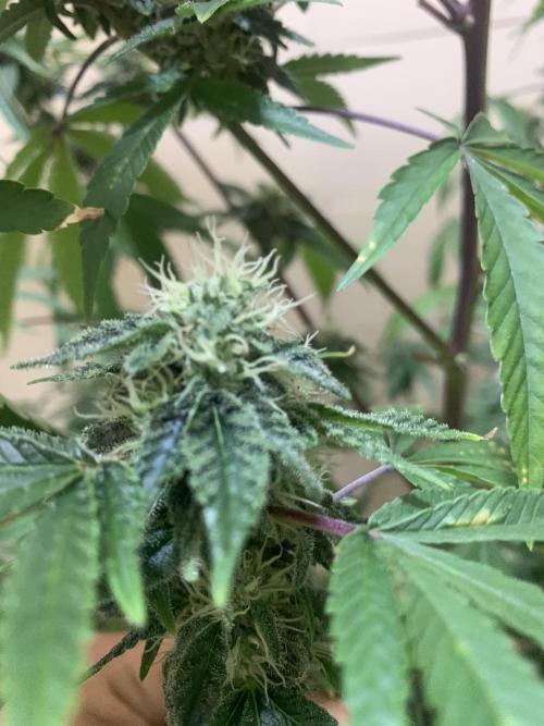 Super Lemon Haze # Seis Pés. Week 6 - 7/7 #S6 ( 21/07 )