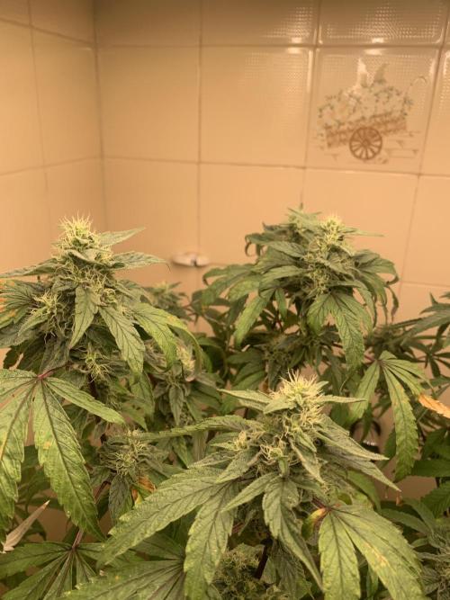 Super Lemon Haze # Seis Pés. Week 7 - 1/7 #S7 ( 22/07 )