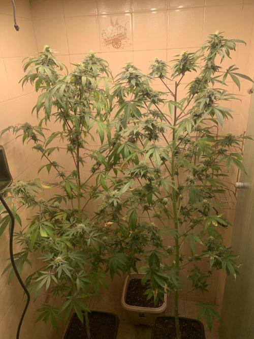 Super Lemon Haze # Seis Pés. Week 7 - 1/7 #S7 ( 22/07 )