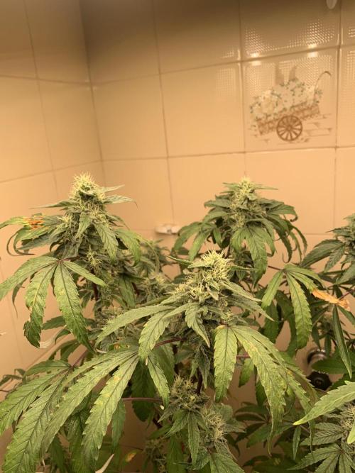 Super Lemon Haze # Seis Pés. Week 7 - 2/7 #S7 ( 23/07 )