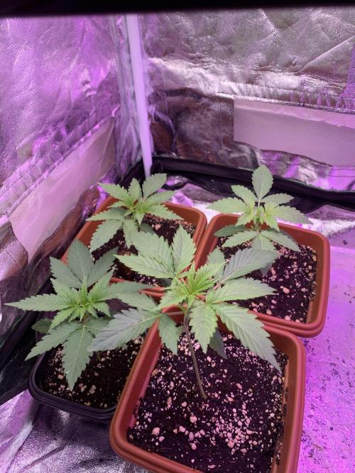 FF Mix pack fastbuds. Week 3 - 3/7 #S3 ( 23/07 )