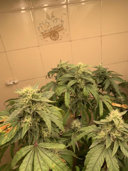 Super Lemon Haze # Seis Pés. Week 7 - 3/7 #S7 ( 24/07 )