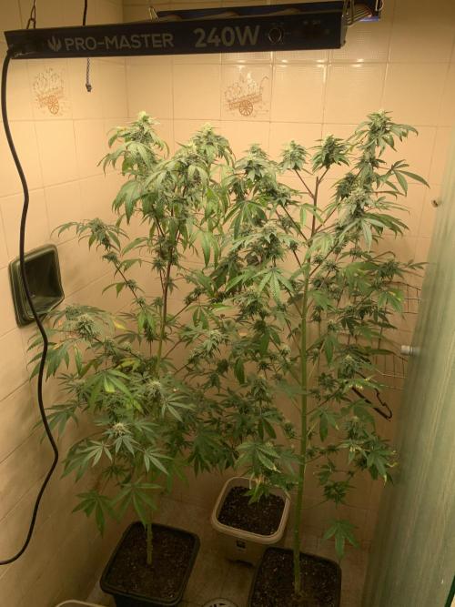 Super Lemon Haze # Seis Pés. Week 7 - 3/7 #S7 ( 24/07 )
