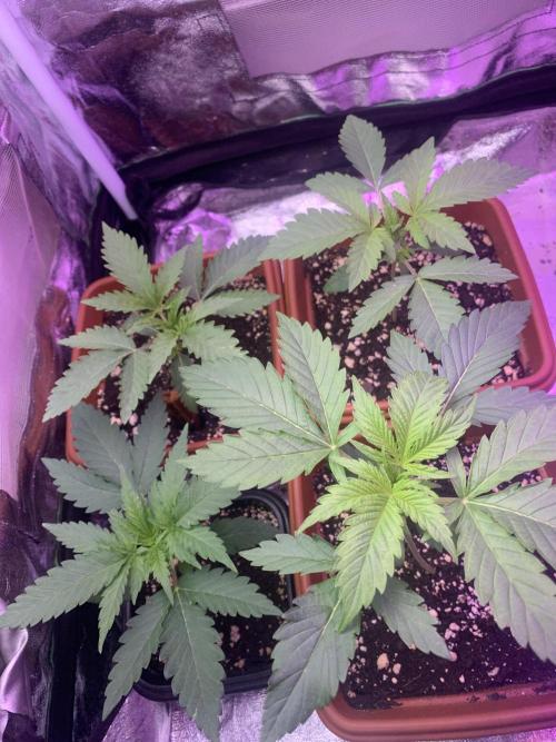 FF Mix pack fastbuds. Week 3 - 4/7 #S3 ( 24/07 )