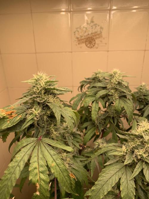 Super Lemon Haze # Seis Pés. Week 7 - 5/7 #S7 ( 26/07 )