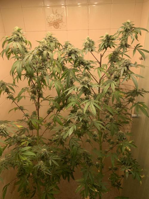 Super Lemon Haze # Seis Pés. Week 7 - 5/7 #S7 ( 26/07 )