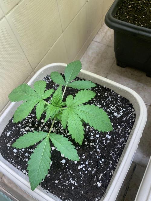 FF Mix pack fastbuds. Week 3 - 6/7 #S3 ( 26/07 )