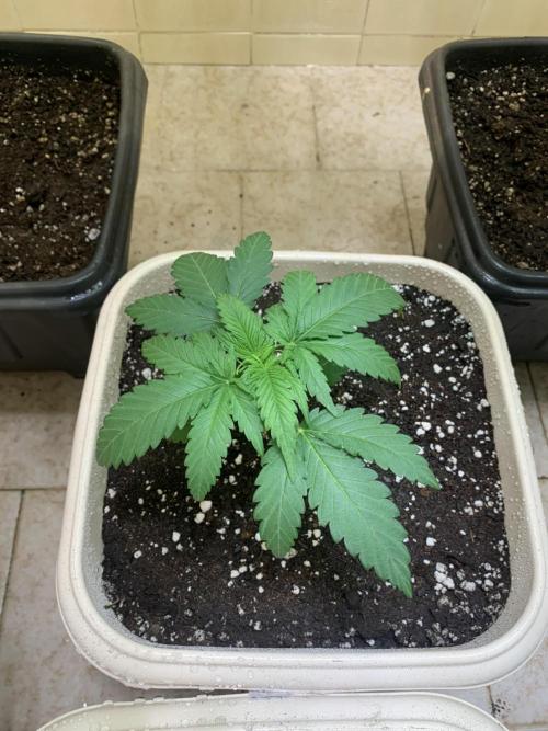 FF Mix pack fastbuds. Week 3 - 6/7 #S3 ( 26/07 )
