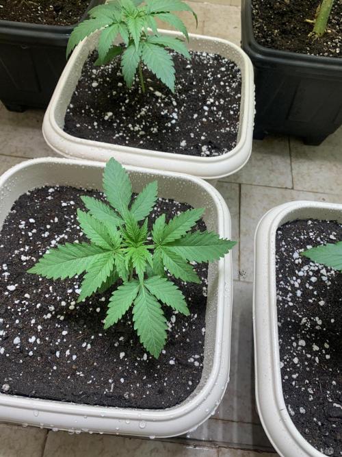 FF Mix pack fastbuds. Week 3 - 6/7 #S3 ( 26/07 )