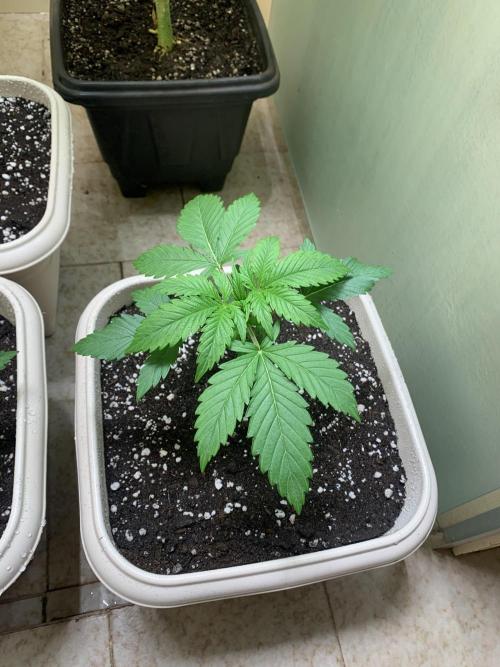 FF Mix pack fastbuds. Week 3 - 6/7 #S3 ( 26/07 )