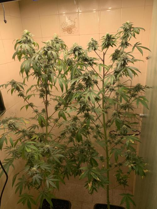Super Lemon Haze # Seis Pés. Week 7 - 6/7 #S7 ( 27/07 )