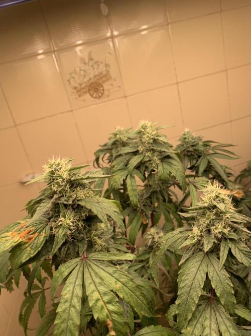 Super Lemon Haze # Seis Pés. Week 7 - 6/7 #S7 ( 27/07 )