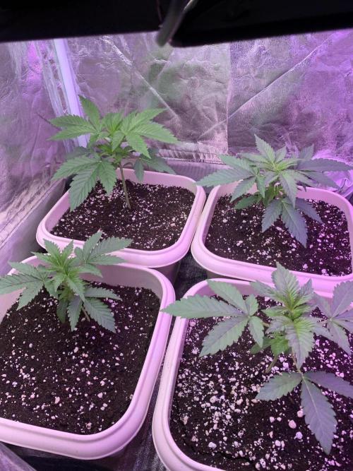 FF Mix pack fastbuds. Week 3 - 7/7 #S3 ( 27/07 )