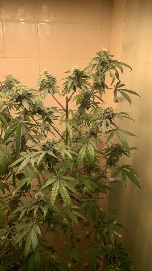 Super Lemon Haze # Seis Pés. Week 7 - 7/7 #S7 ( 28/07 )
