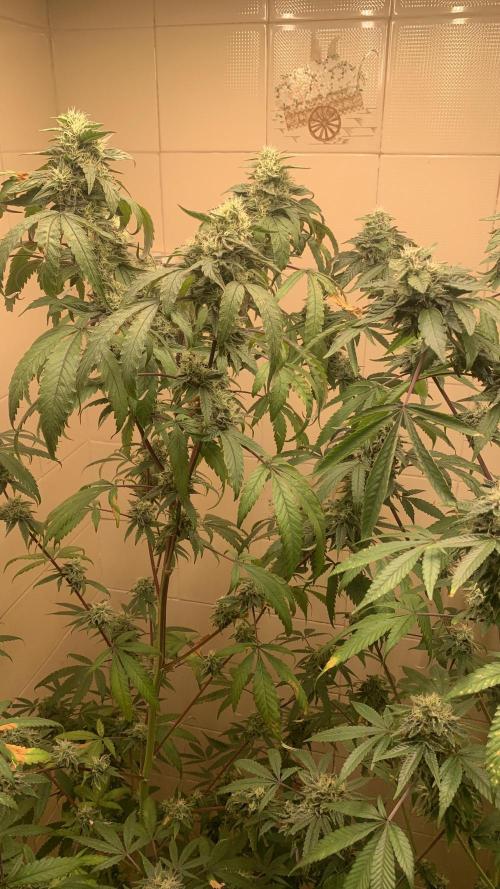 Super Lemon Haze # Seis Pés. Week 7 - 7/7 #S7 ( 28/07 )