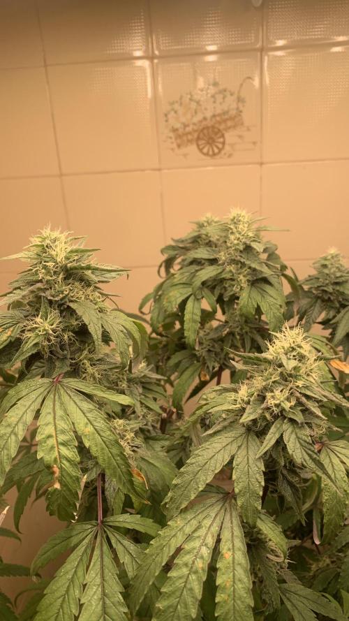 Super Lemon Haze # Seis Pés. Week 7 - 7/7 #S7 ( 28/07 )