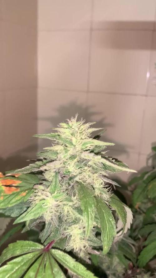Super Lemon Haze # Seis Pés