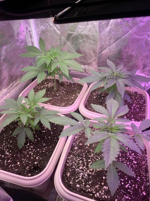 FF Mix pack fastbuds. Week 4 - 2/7 #S4 ( 29/07 )