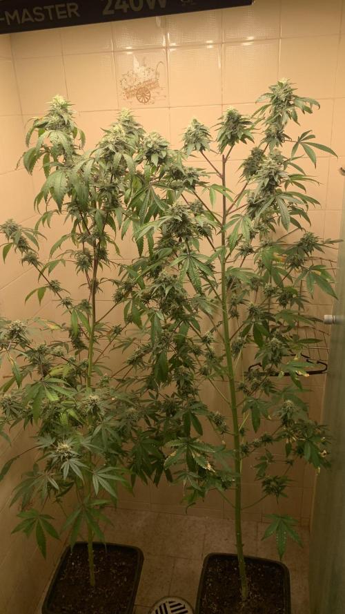 Super Lemon Haze # Seis Pés. Week 8 - 2/7 #S8 ( 30/07 )