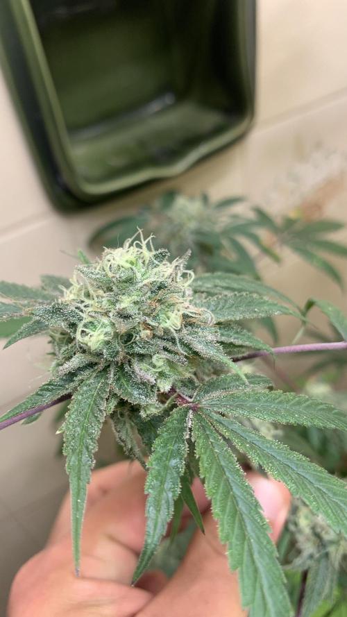 Super Lemon Haze # Seis Pés. Week 8 - 2/7 #S8 ( 30/07 )