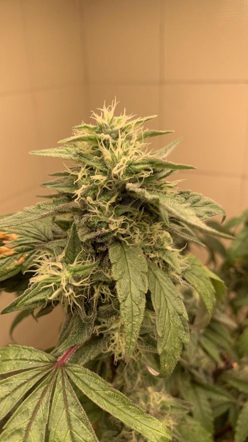 Super Lemon Haze # Seis Pés. Week 8 - 2/7 #S8 ( 30/07 )