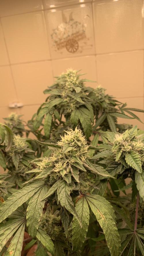 Super Lemon Haze # Seis Pés. Week 8 - 2/7 #S8 ( 30/07 )