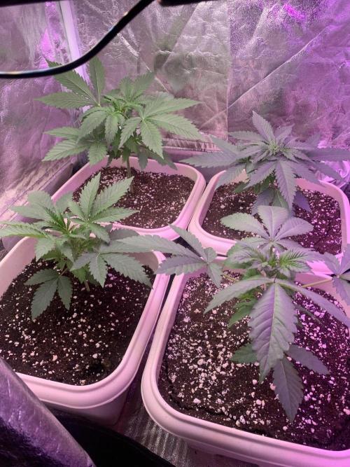 FF Mix pack fastbuds. Week 4 - 3/7 #S4 ( 30/07 )