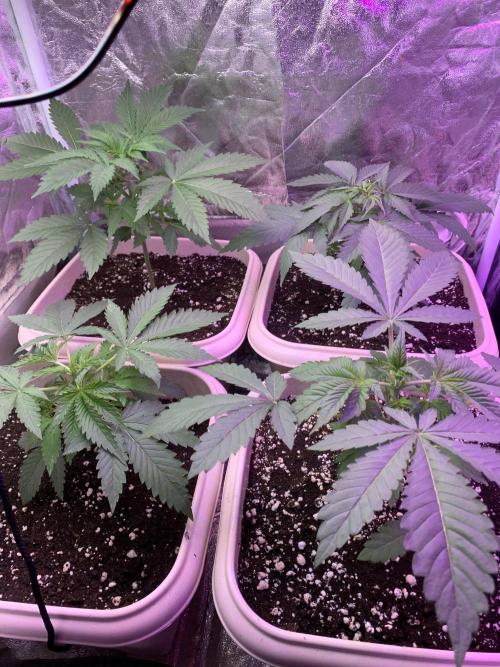 FF Mix pack fastbuds. Week 4 - 4/7 #S4 ( 31/07 )