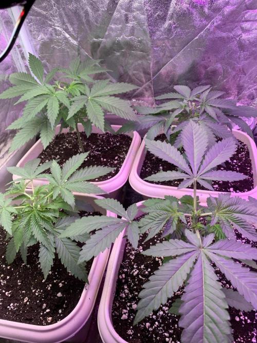 FF Mix pack fastbuds. Week 4 - 4/7 #S4 ( 31/07 )
 Poda top 