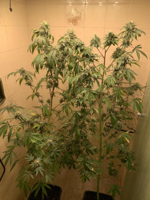 Super Lemon Haze # Seis Pés. Week 8 - 3/7 #S8 ( 31/07 )