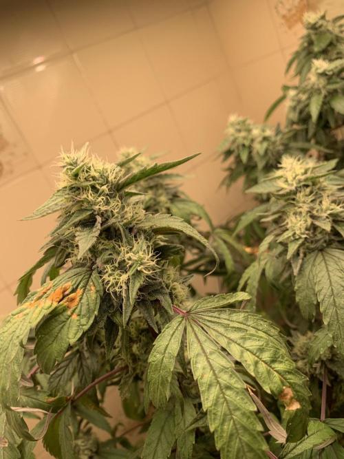 Super Lemon Haze # Seis Pés. Week 8 - 3/7 #S8 ( 31/07 )