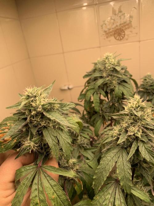 Super Lemon Haze # Seis Pés. Week 8 - 3/7 #S8 ( 31/07 )