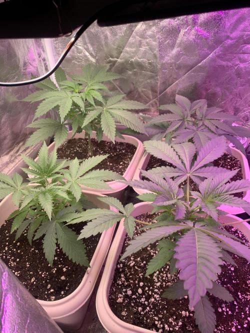 FF Mix pack fastbuds. Week 4 - 5/7 #S4 ( 01/08 )