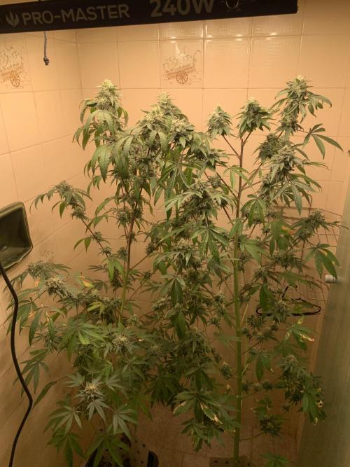 Super Lemon Haze # Seis Pés. Week 8 - 4/7 #S8 ( 01/08 )