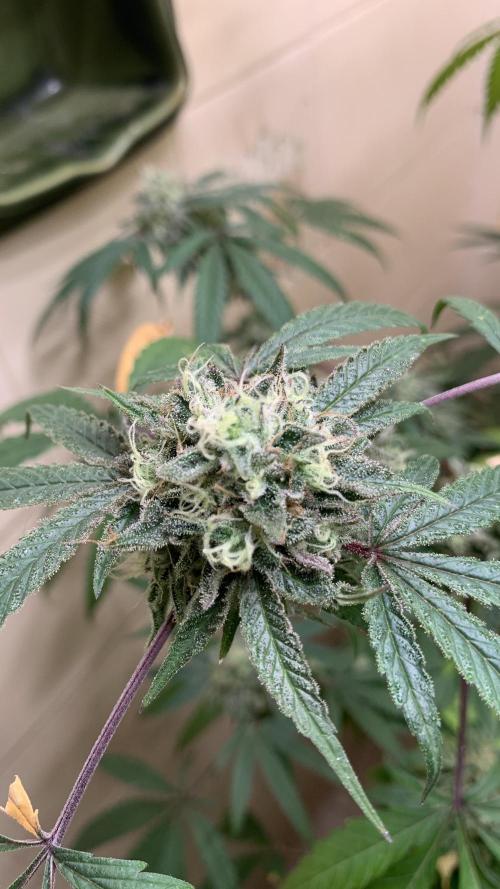 Super Lemon Haze # Seis Pés. Week 8 - 4/7 #S8 ( 01/08 )
