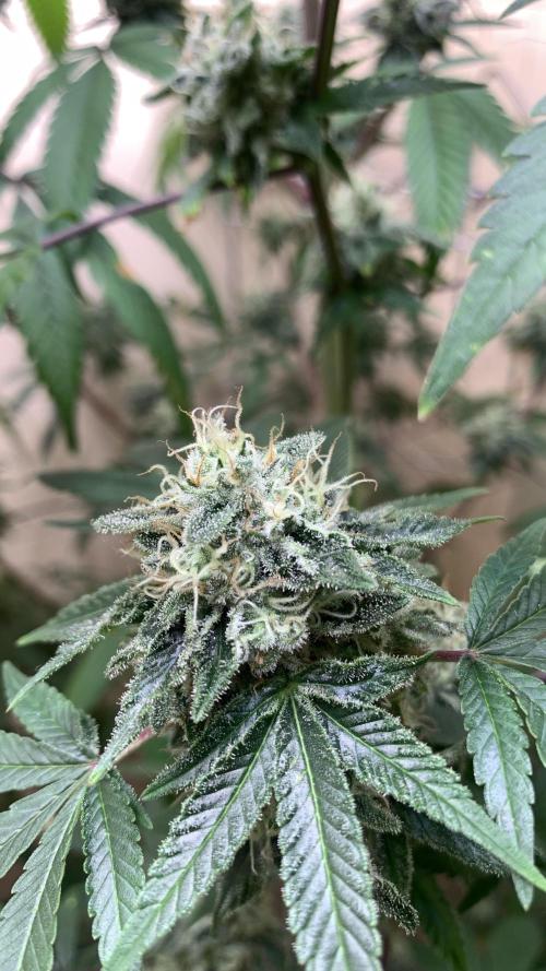 Super Lemon Haze # Seis Pés. Week 8 - 4/7 #S8 ( 01/08 )