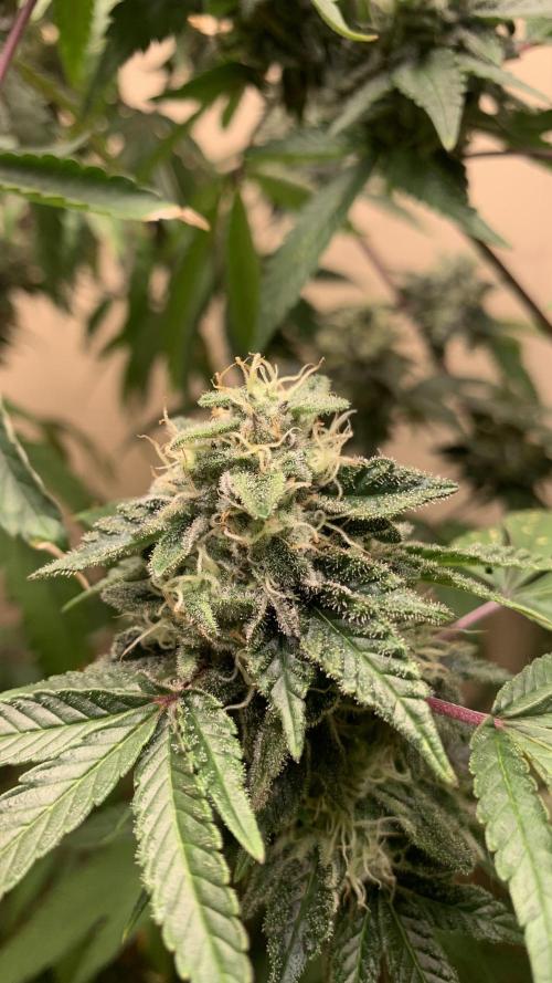 Super Lemon Haze # Seis Pés. Week 8 - 4/7 #S8 ( 01/08 )